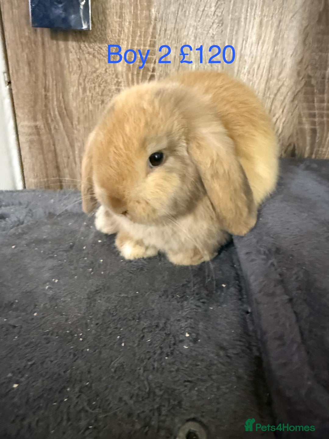Mini Lop rabbits for sale: Beautiful Pure Mini Lops - Advert 6
