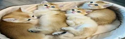 British Shorthair cats for sale: Meet Our Sweet British Shorthair Kittens in Nottingham - Advert 2