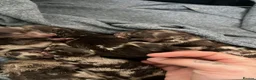 Cockapoo dogs for sale: F2 cockerpoo puppys - Advert 2