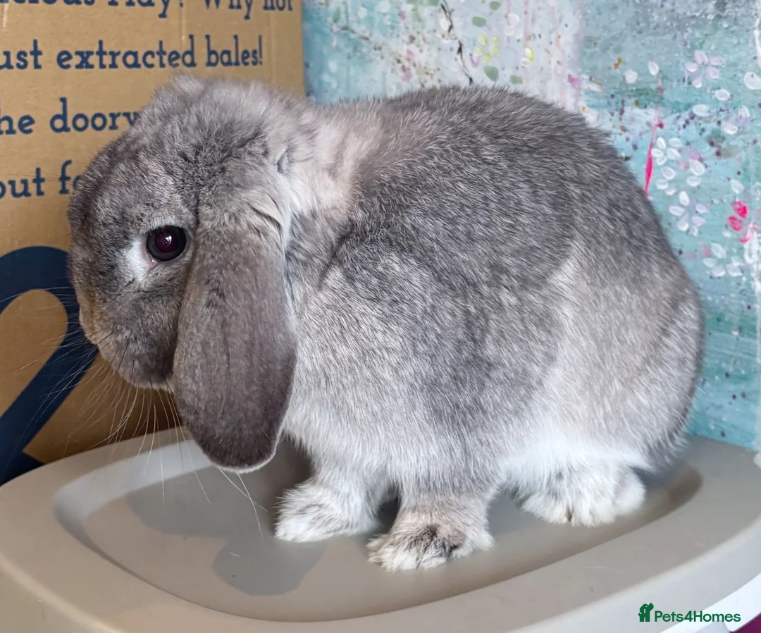 Mini Lop rabbits for sale: Beautiful Lilac Chin Mini Lop Buck Available - Advert 1