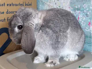 Mini Lop rabbits Beautiful Lilac Chin Mini Lop Buck Available - Advert 1