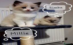 Ragdoll cats for sale: ✨🐾Ragdoll Kittens Ready for Their Loving Homes🐾✨ - Advert 13
