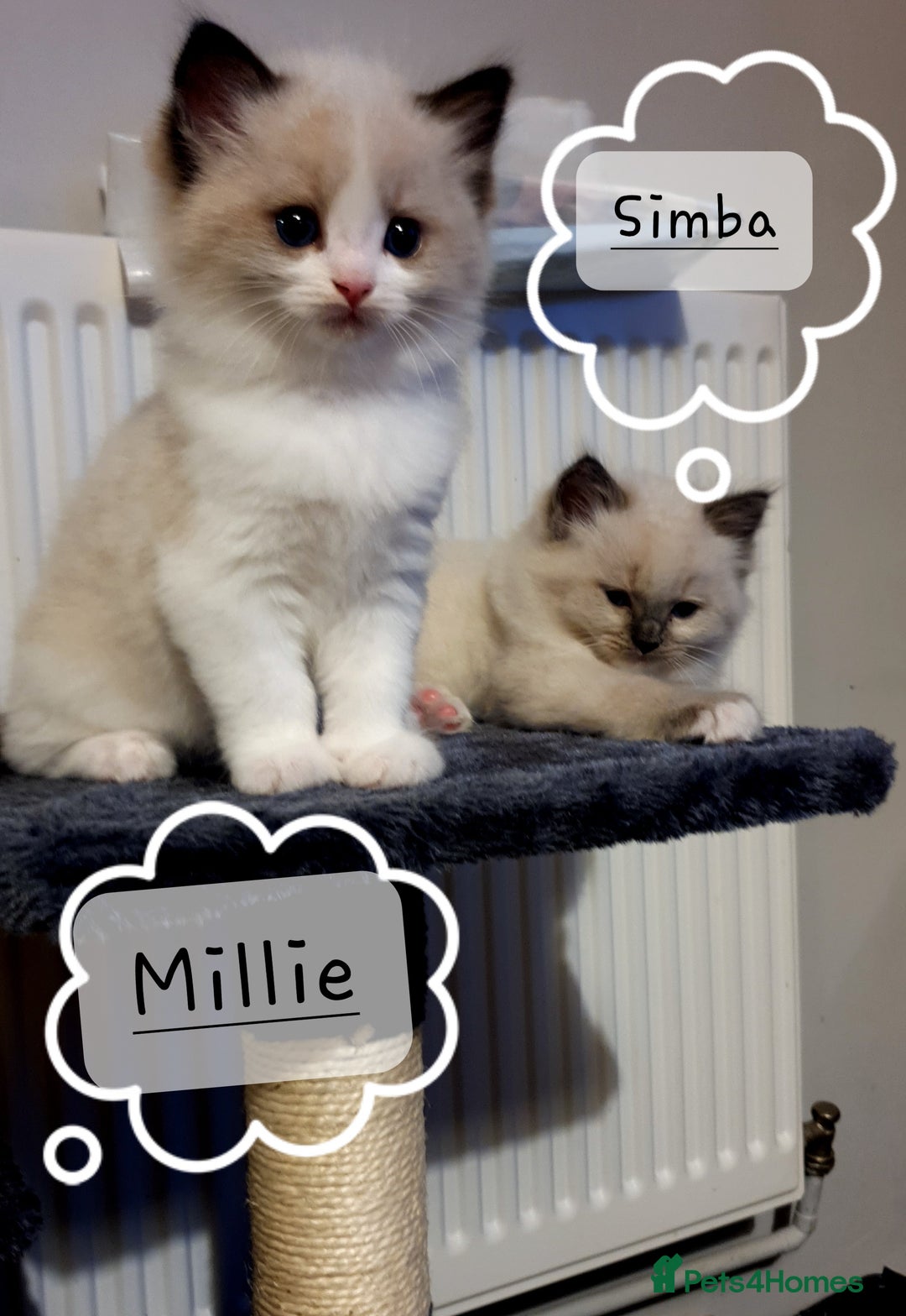 Ragdoll cats for sale: ✨🐾Ragdoll Kittens Ready for Their Loving Homes🐾✨ - Advert 13