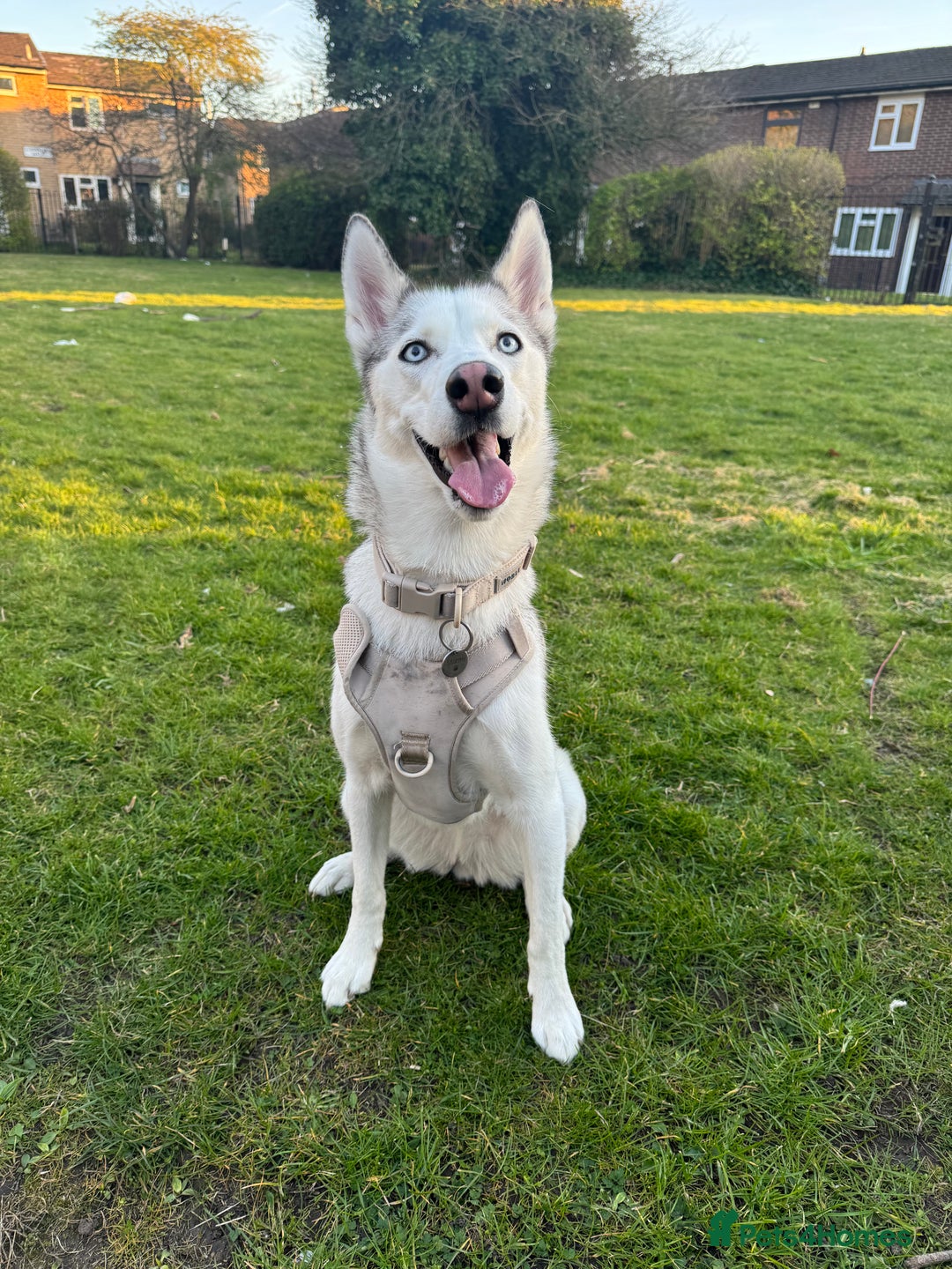 Siberian Husky dogs for sale: Siberian Husky Stormy - 2 years old  - Advert 7