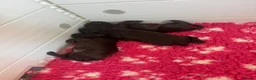 Cocker Spaniel dogs for sale: Cocker Spaniel Puppies For Sale in Bridgend - Advert 15