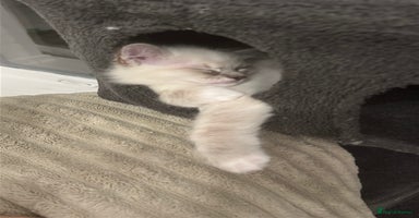 Ragdoll cats - Advert 14