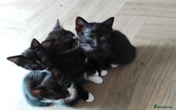Mixed Breed cats for sale: Beautiful small kittens for sale - Image 1