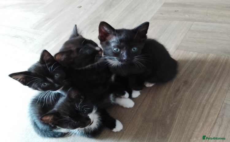 Mixed Breed cats - Advert 10