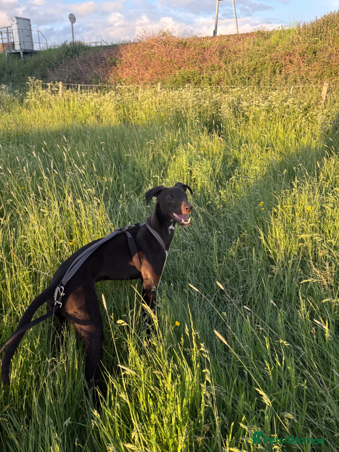 Lurcher dogs for sale: One year old Lurcher  - Advert 1