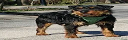 Mixed Breed dogs for adoption: Grace - Kill shelter surviver - Advert 2
