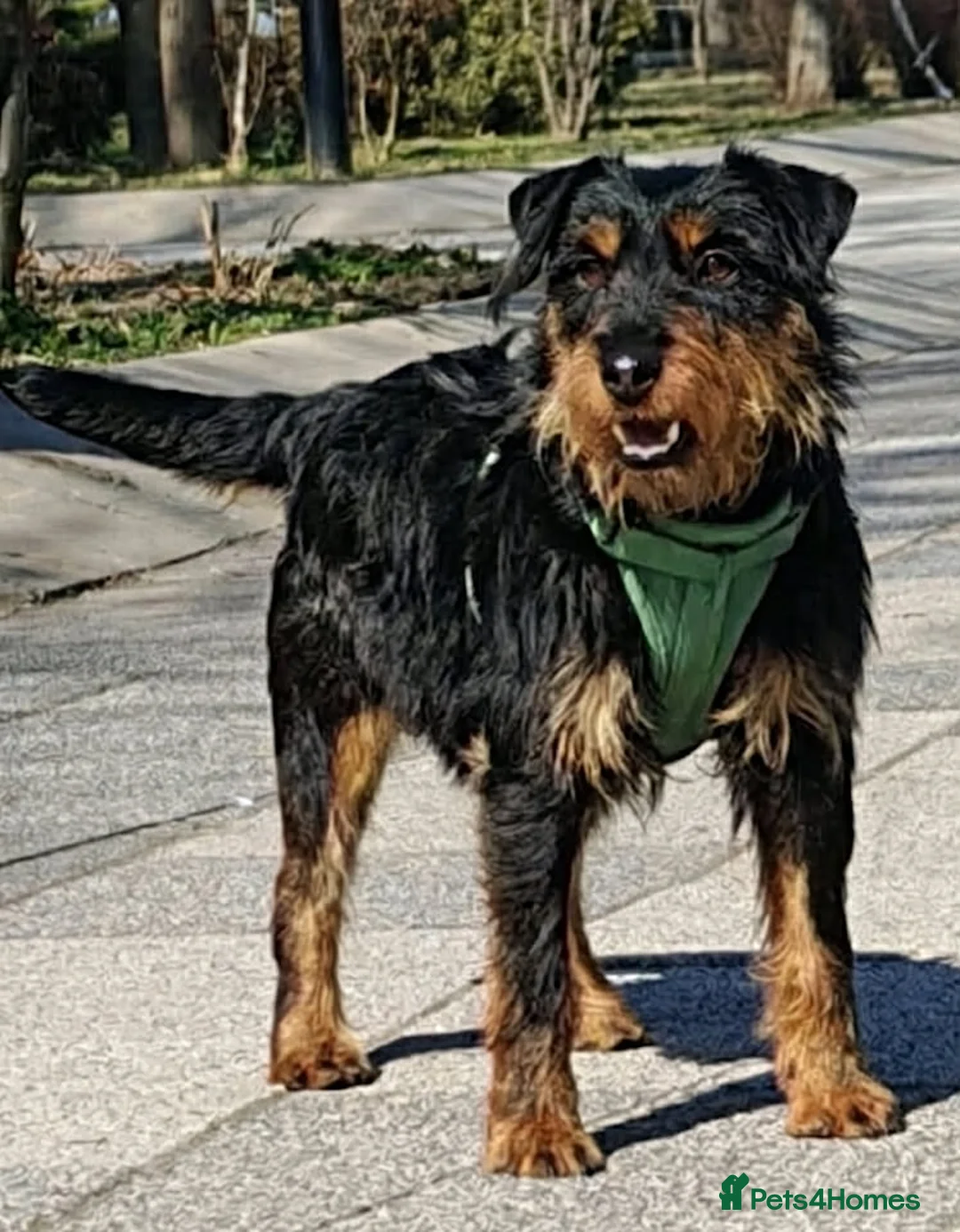 Mixed Breed dogs for adoption: Grace - Kill shelter surviver - Advert 2