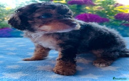Cockapoo dogs for sale: Stunning fully DNA tested Cockapoo puppies - Image 30