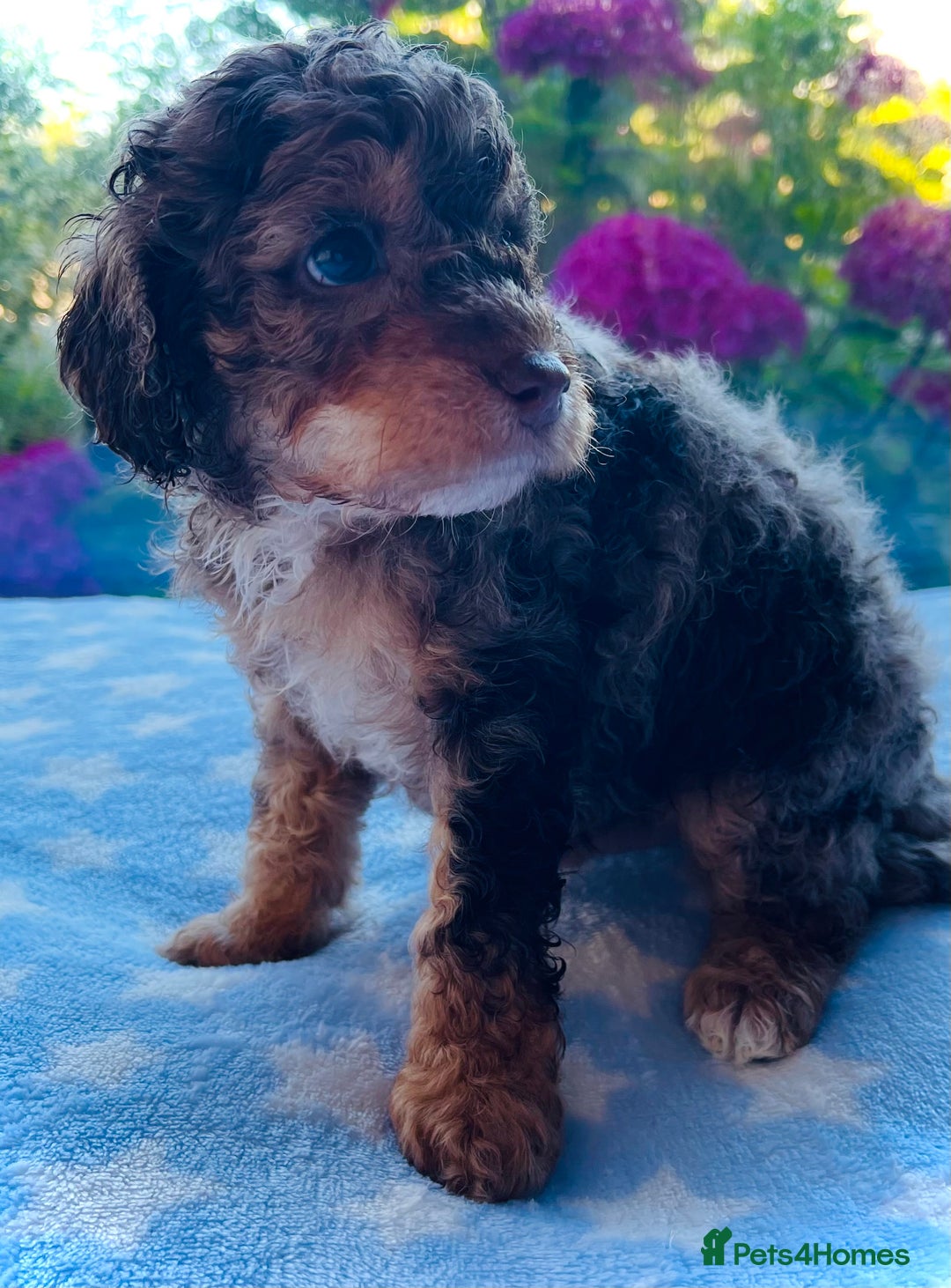 Cockapoo dogs for sale: Stunning fully DNA tested Cockapoo puppies - Image 30
