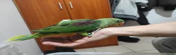 Parrots birds for sale: Alexandrine parrots hand reared babies super tamed - Advert 6