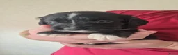 Mixed Breed dogs for sale: Sprolliedor puppies  - Advert 3