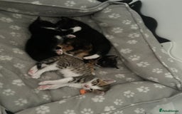 Mixed Breed cats for sale: Beautiful healthy kittens 1x Male and 2x female  - Image 10