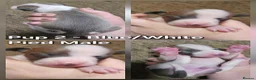 Italian Greyhound dogs for sale: Beautiful Italian Greyhound Puppies KC Registered - Advert 8