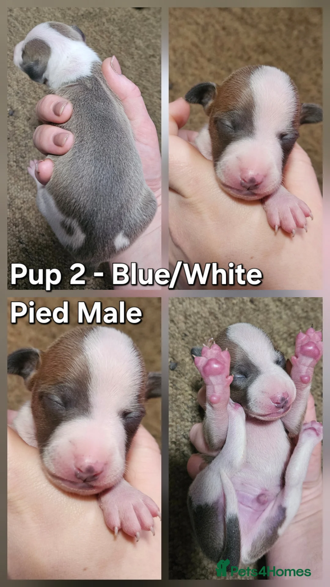 Italian Greyhound dogs for sale: Beautiful Italian Greyhound Puppies KC Registered - Advert 8
