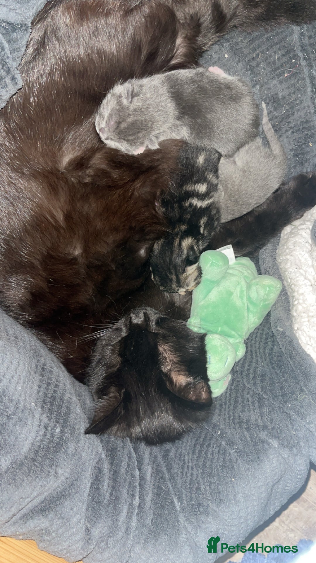 Domestic Shorthair cats for sale: Ready now British short hair  - Image 5