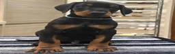 Dobermann dogs for sale: Top Quality Dobermann Puppies Available - Advert 7