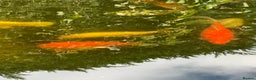 Koi Carp fish for sale: Koi Carp for Sale (rehoming due to baby and dog)  - Advert 28