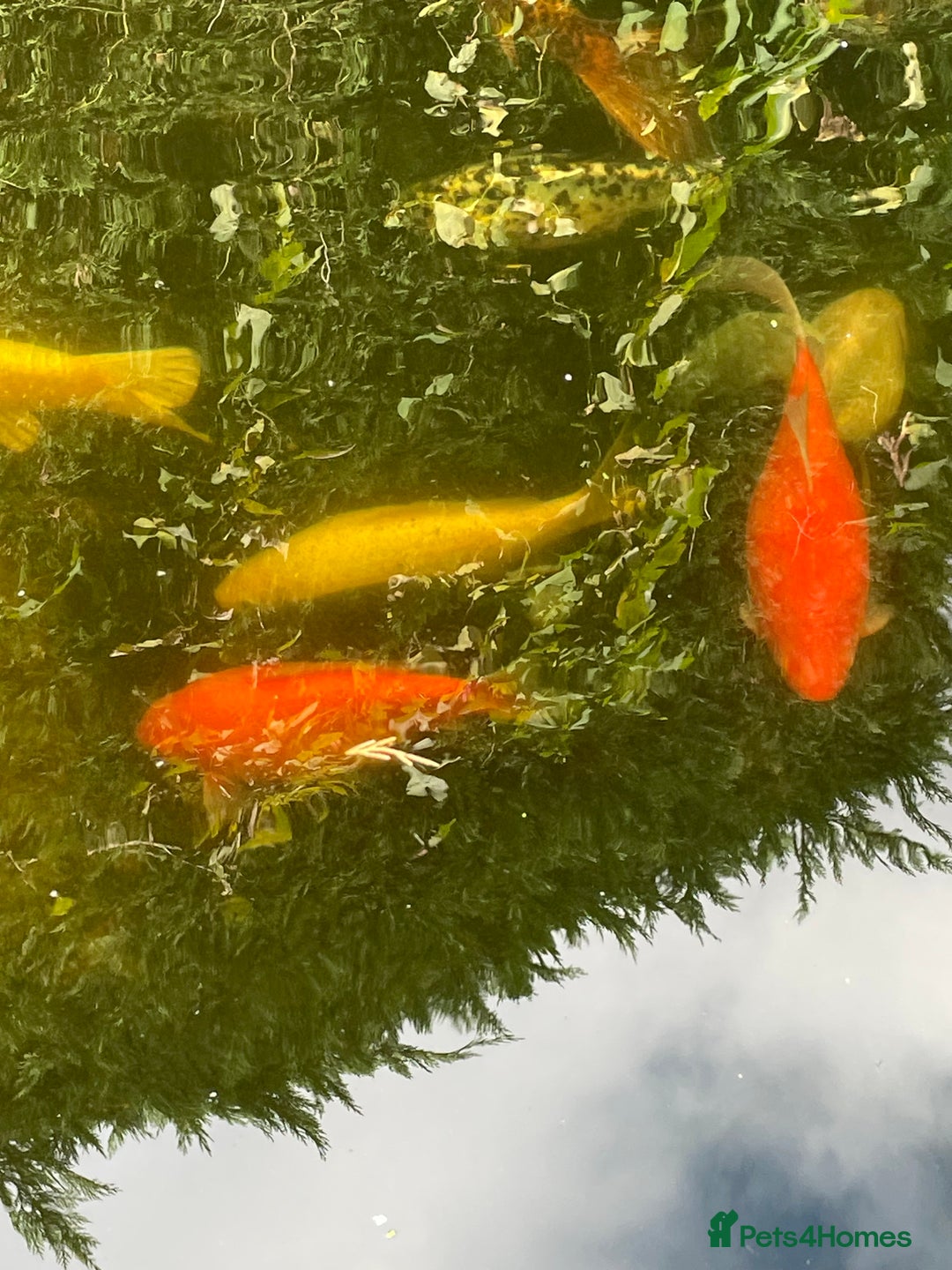 Koi Carp fish for sale: Koi Carp for Sale (rehoming due to baby and dog)  - Advert 28