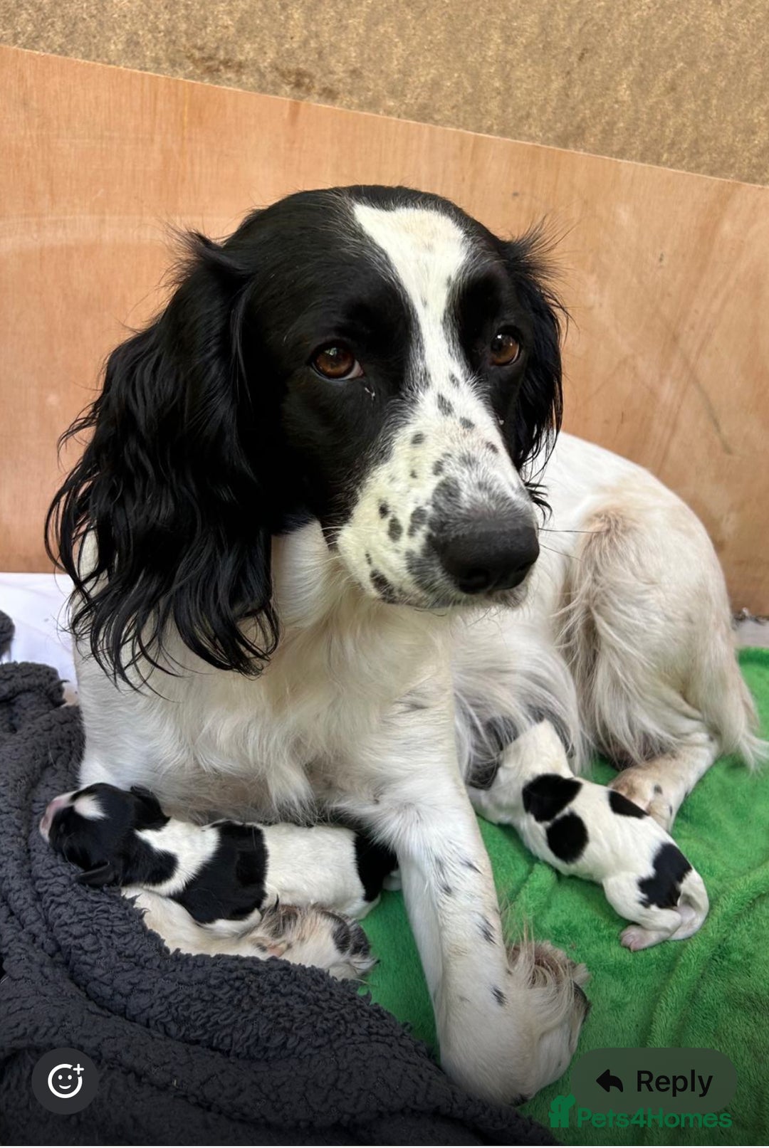 Sprocker dogs for sale: Liver Roan Sprocker Girl - Image 4