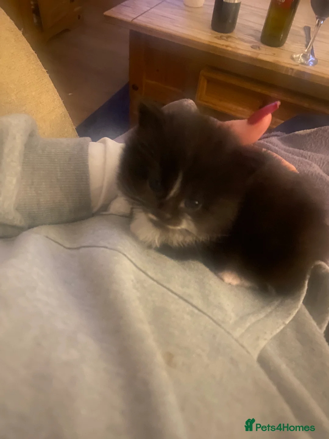 Mixed Breed cats for sale: 3 adorable kittens  - Advert 6