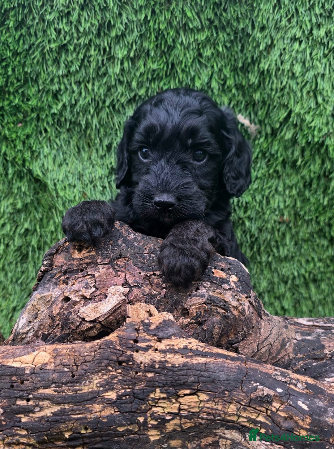 Cockapoo dogs for sale: F1 DNA PHANTOM MERLE TAN PUPPYS  - Image 4