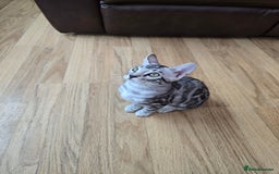 Bengal cats for sale: 3 exquisite Tica registered bengals *****READY NOW - Image 11