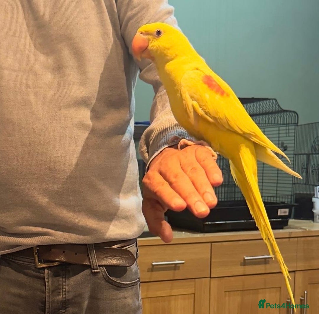 Parakeets birds for sale: HAND TAMED VERY RARE LUTINO ALEXANDRINE FOR SALE!! - Image 2
