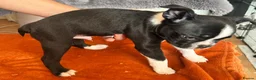 Boston Terrier dogs for sale: Boston Terriers - Advert 9