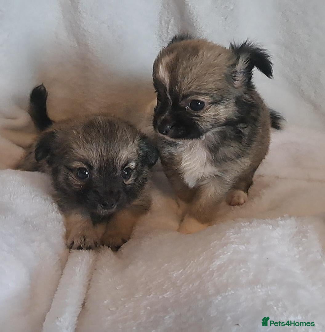 Chihuahua dogs Long Coat Chihuahua puppies - Advert 16