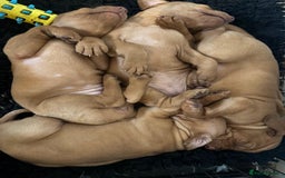Hungarian Vizsla dogs for sale: Exceptional kc Hungarian viszla pups. Now ready  - Image 18