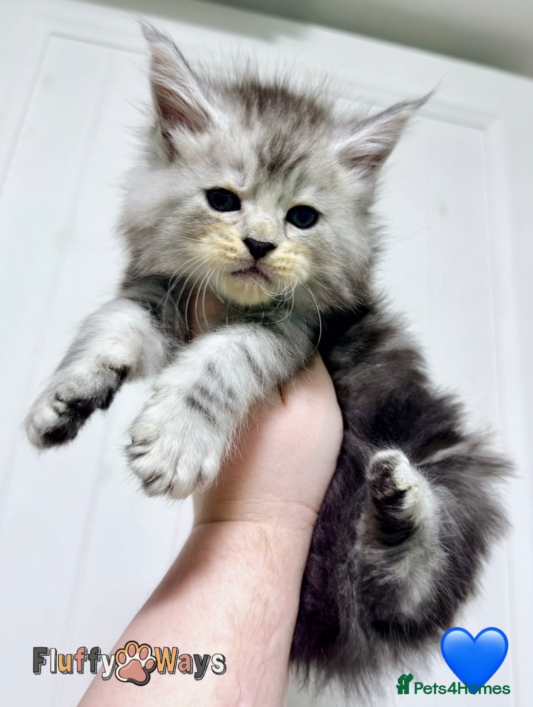 Maine Coon cats for sale: 🐾💠 *TICA REG* SILVER MAINE COON KITTENS 💠🐾 - Advert 7