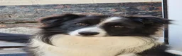 Border Collie dogs for stud: Border Collie At Stud - Advert 1