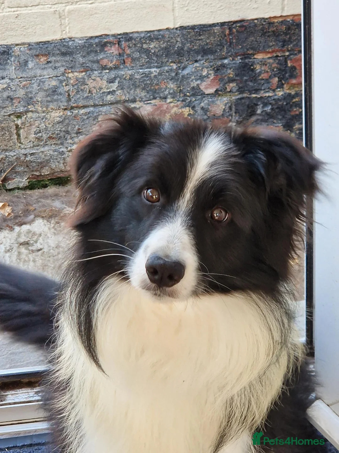 Border Collie dogs for stud: Border Collie At Stud - Advert 1