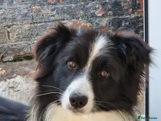 Border Collie dogs Border Collie At Stud - Advert 4