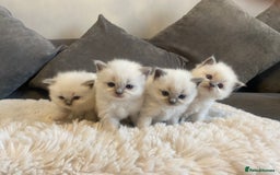 Ragdoll cats for sale: Beautiful doll face Ragdoll kittens  - Image 11