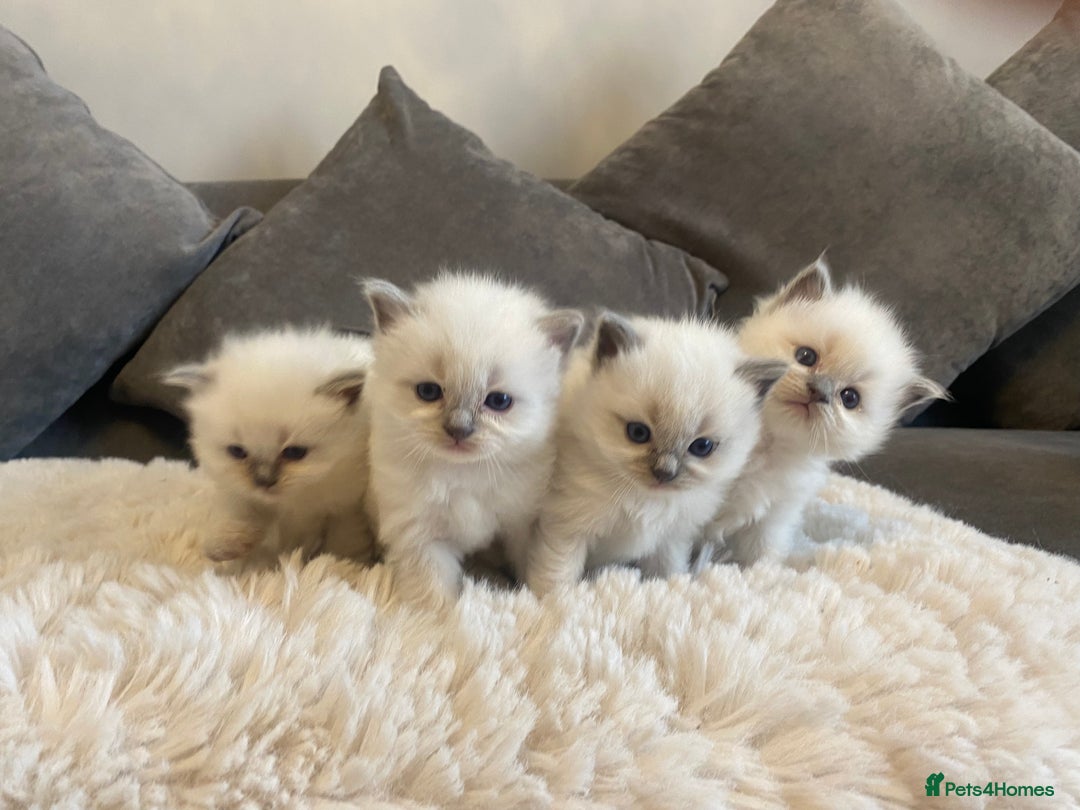 Ragdoll cats for sale: Beautiful doll face Ragdoll kittens  - Image 11
