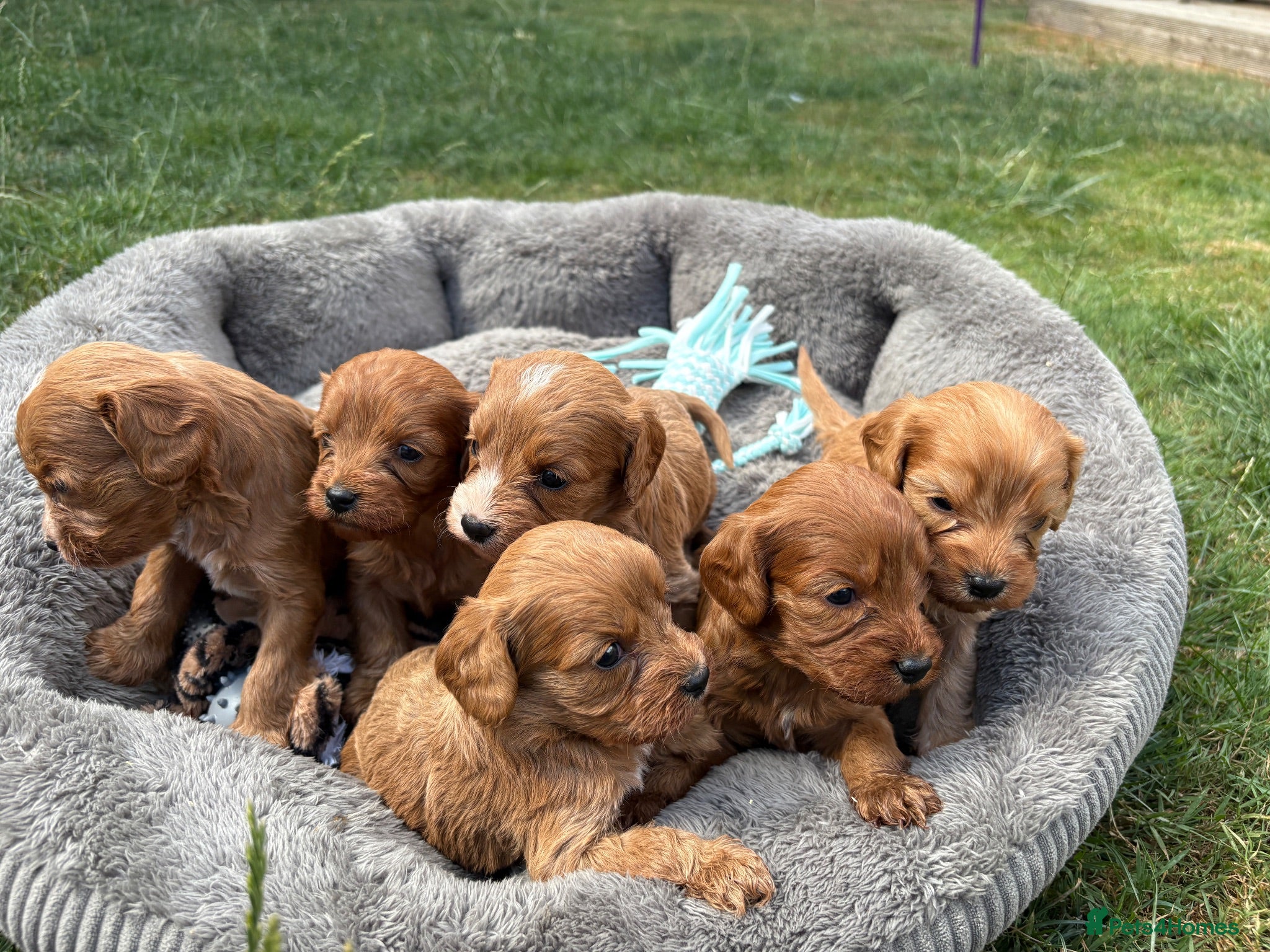 Cavapoo dogs Cavapoo puppies  - Advert 18
