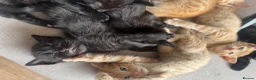 Domestic Shorthair cats for sale: Ginger girl/boy Black girl/boy kittens for sale  in Loughborough - Advert 27