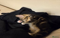 British Longhair cats for sale: 7 weeks old tabby female kitten - Image 5