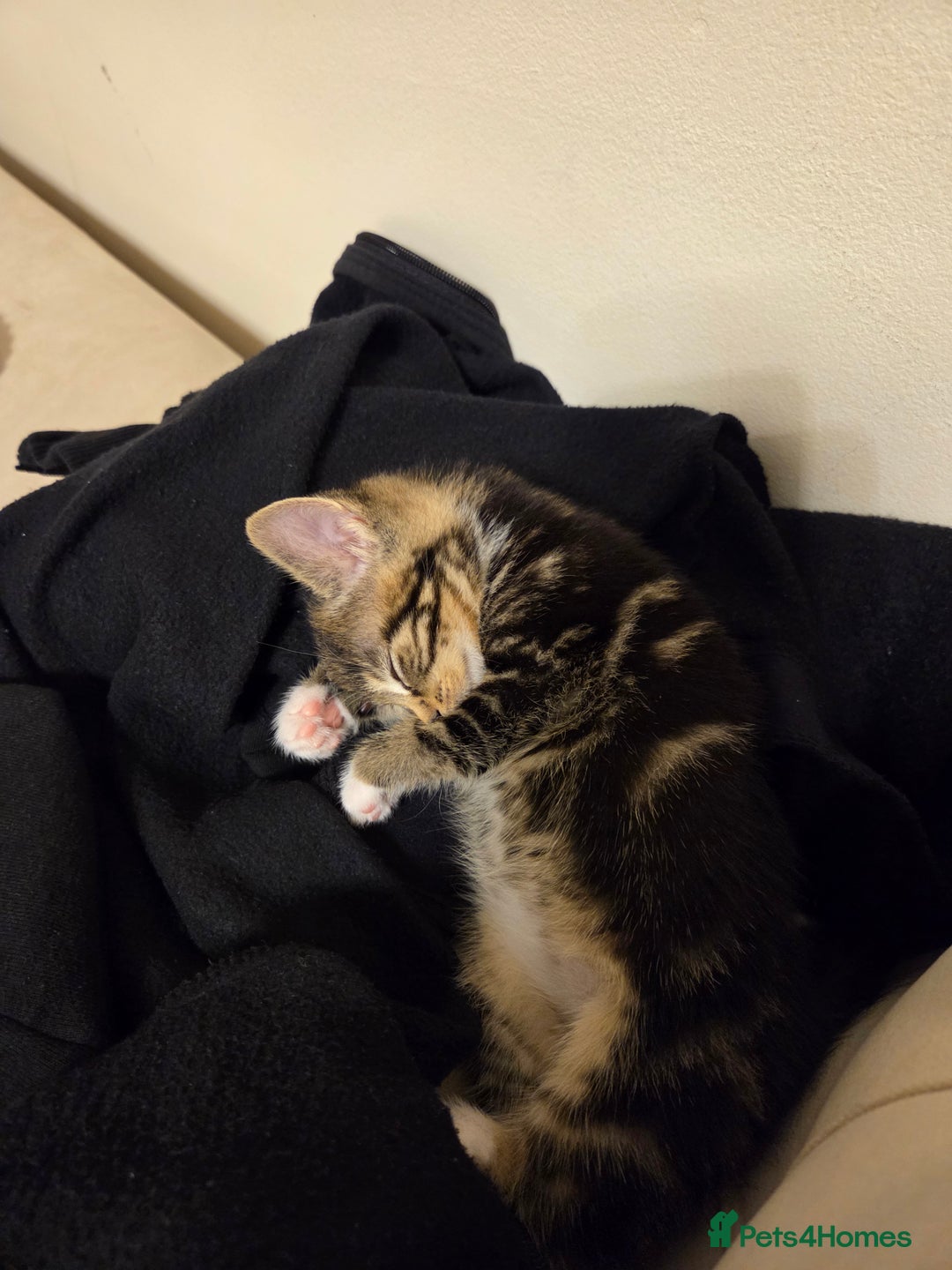 British Longhair cats for sale: 7 weeks old tabby female kitten - Image 5