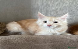 Maine Coon cats for sale: Ready now Maine Coon large Boys GCCF - Image 11