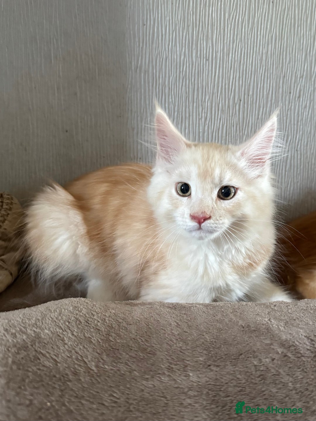 Maine Coon cats for sale: Ready now Maine Coon large Boys GCCF - Image 11