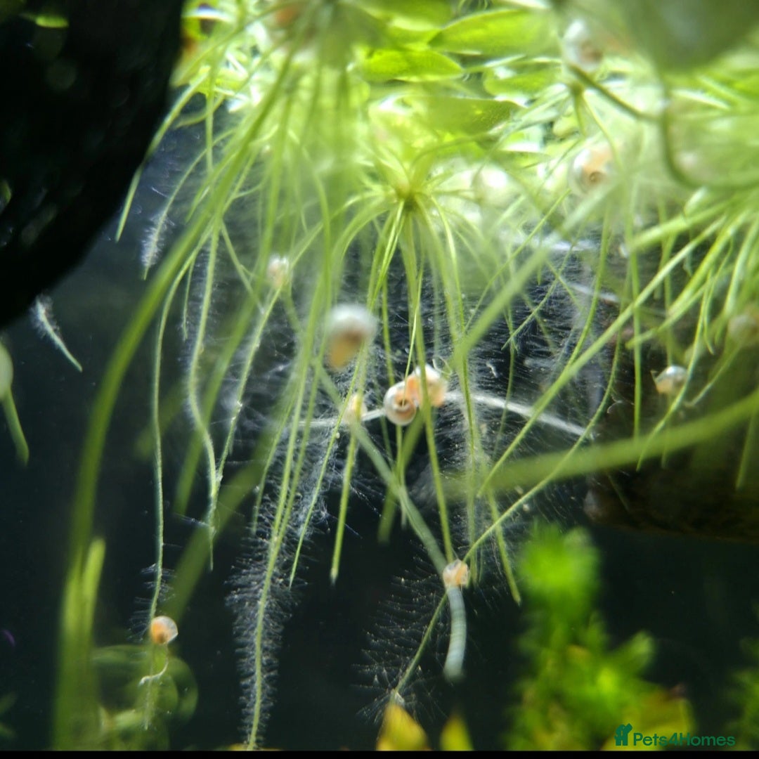 Snails invertebrates for sale: Baby ramshorn snails  in Bury Saint Edmunds - Advert 4