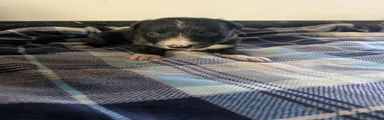 Border Collie 3