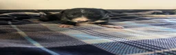 Border Collie dogs for sale: Isds registered border collie pups  - Advert 35