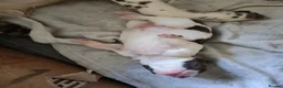 English Springer Spaniel dogs for sale: Gorgeous KC reg ES spaniel Pups - Advert 4